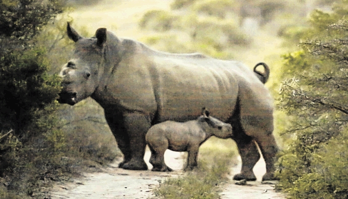 Grant Fowlds